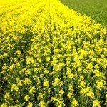 Rape field, canola crops
