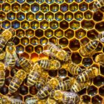 Close up view of the working bees on honeycells.