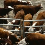 Cows crowded in pen, Alberta, Canada
