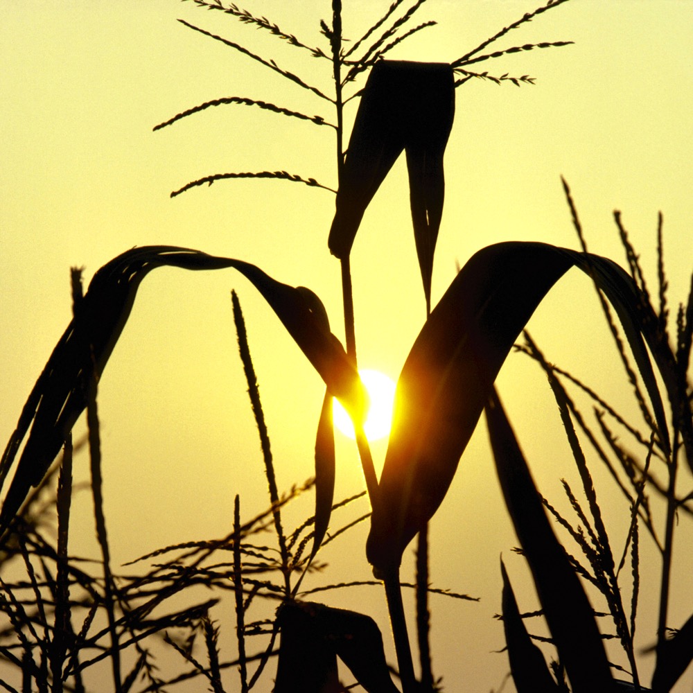Silhouette of corn