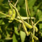 Close up of the soy bean