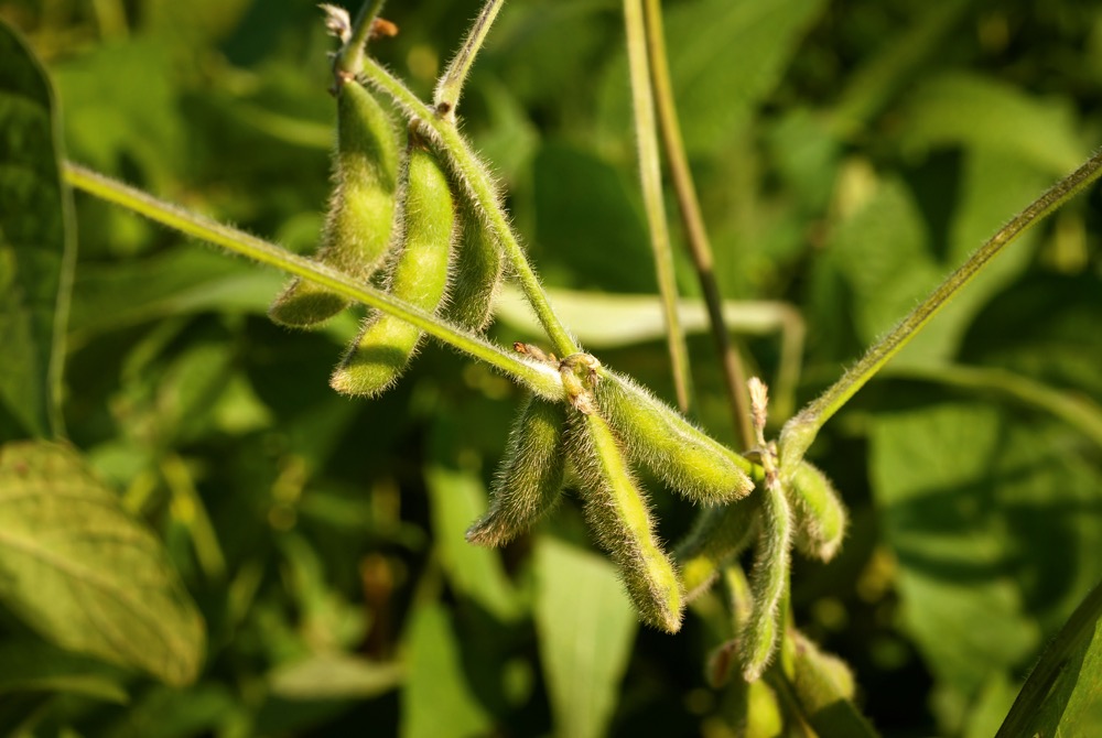 Close up of the soy bean