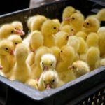 ducks