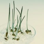 Wheat seedlings growing in Petri dishes