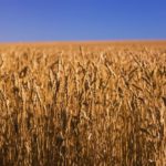 wheat