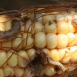 western bean cutworm