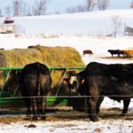 Cows in winter pasture eating hay at the steel feeder.