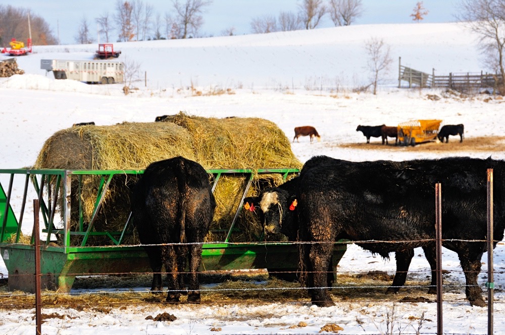 Cattle quarantine comes with a ‘devastating’ cost - AGCanada - AGCanada