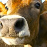 Jersey Cow on a sunny afternoon