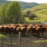 corral