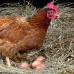 a hen laying eggs in its nest
