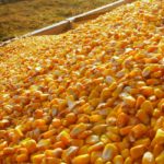 Close-up of corn kernels
