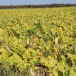 cover crops