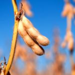 Soybeans