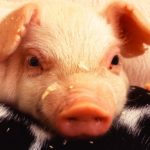 piglet