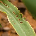 Corn leaf damaged by fall armyworm Spodoptera frugiperda