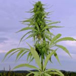 hemp