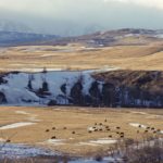 cattle