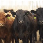 feedlot
