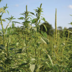 palmer amaranth