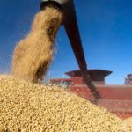 soybean harvest