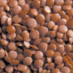 lentils