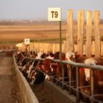 feedlot
