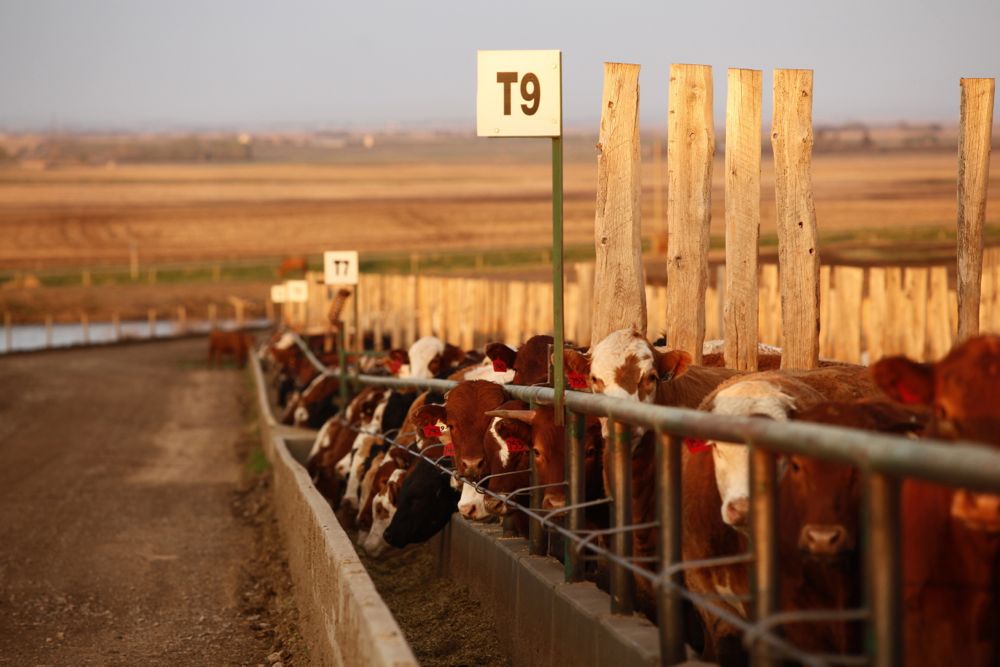 feedlot