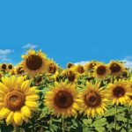 sunflowers field on cloudy blue sky