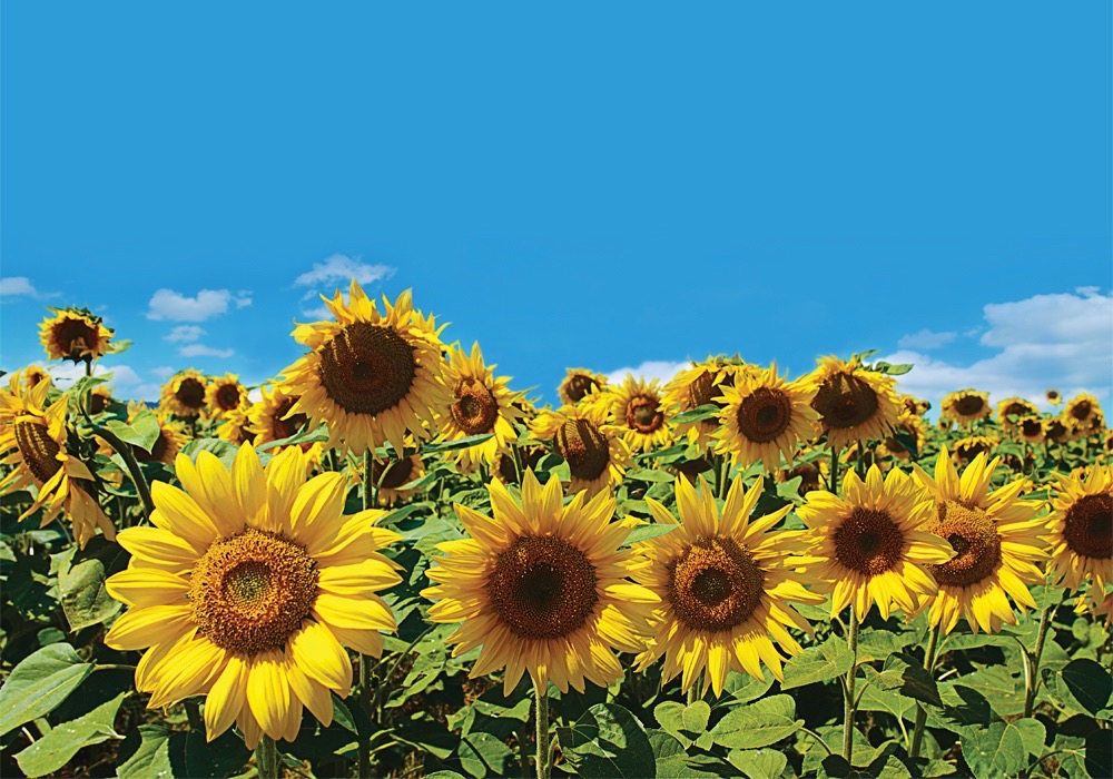 sunflowers field on cloudy blue sky