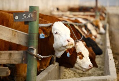 Klassen Feeder Market Experiences Fortuitous Bounce Agcanada