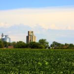 Soybean Field on the Edge of Small-Town Iowa