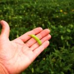 Farmer holding soybean