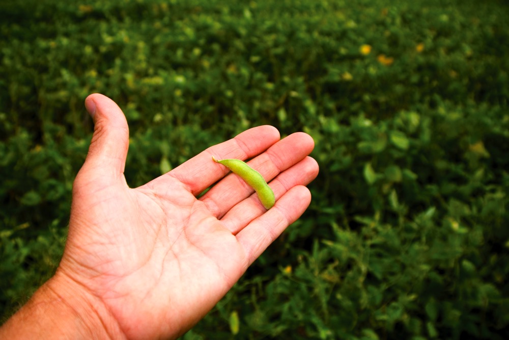 Farmer holding soybean