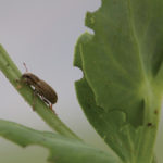 pea leaf weevil