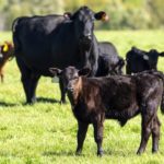 A herd of Black Angus Cattle