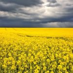Stormy rapeseed