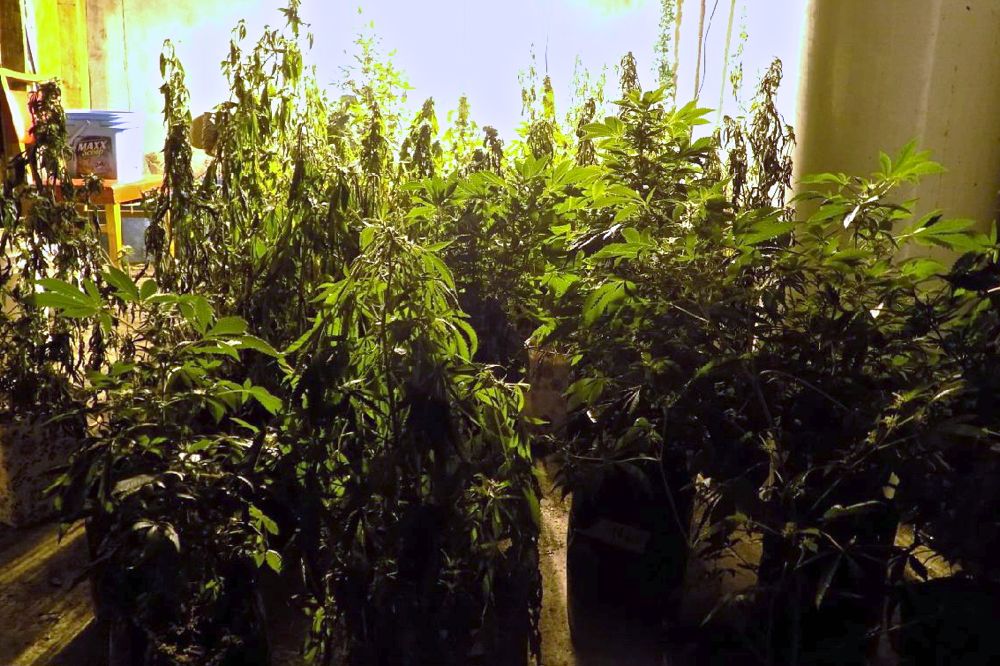 cannabis