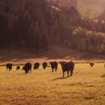 cattle grazing
