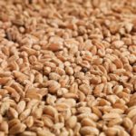 wheat