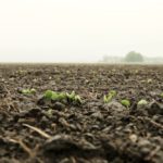 soybeans