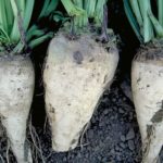 sugar beets