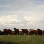 cattle