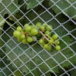 Ontario grapes