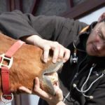veterinary examination