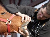 veterinary examination