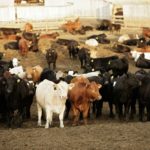 feedlot