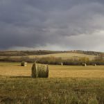 hay