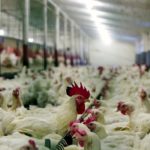 Chickens on the farm