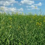 canola